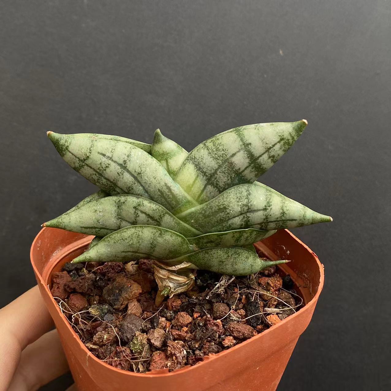 5-6cm 1PCS Seedling Cactus Live Plants Sansevieria Cylindrica Bojer Cristata Cactus succulent plant
