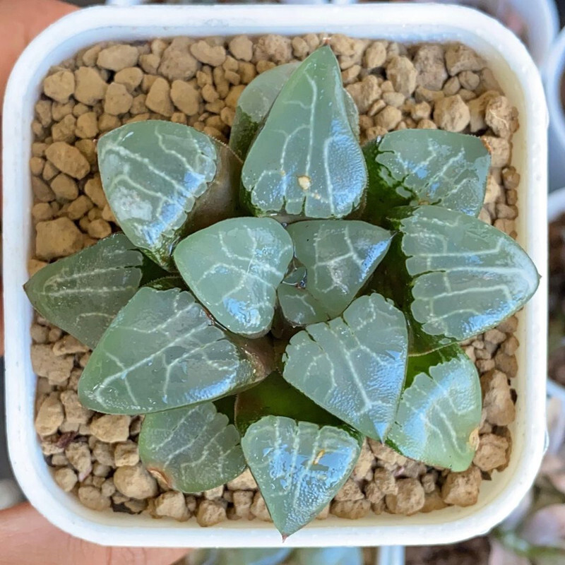 5-6cm 1PCS Seedling Succulent Live Plants Harworthia Monilaria Beautiful Cactus Rare Cactus