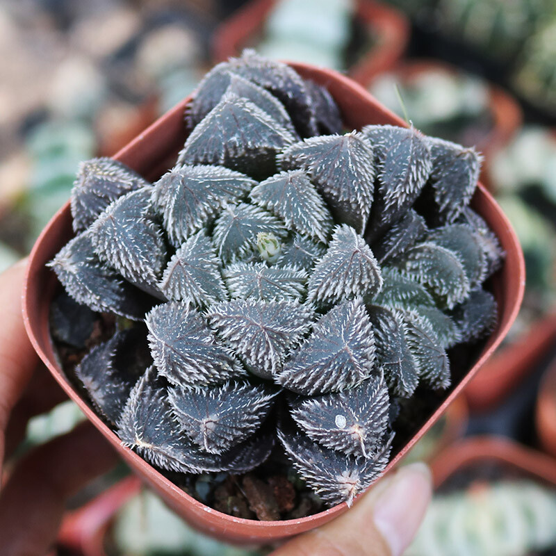 4-5CM 1PCS Seedling Cactus Live Plants Haworthia cooperi var.venusta Hybrid Beautiful Garden succulent Plants