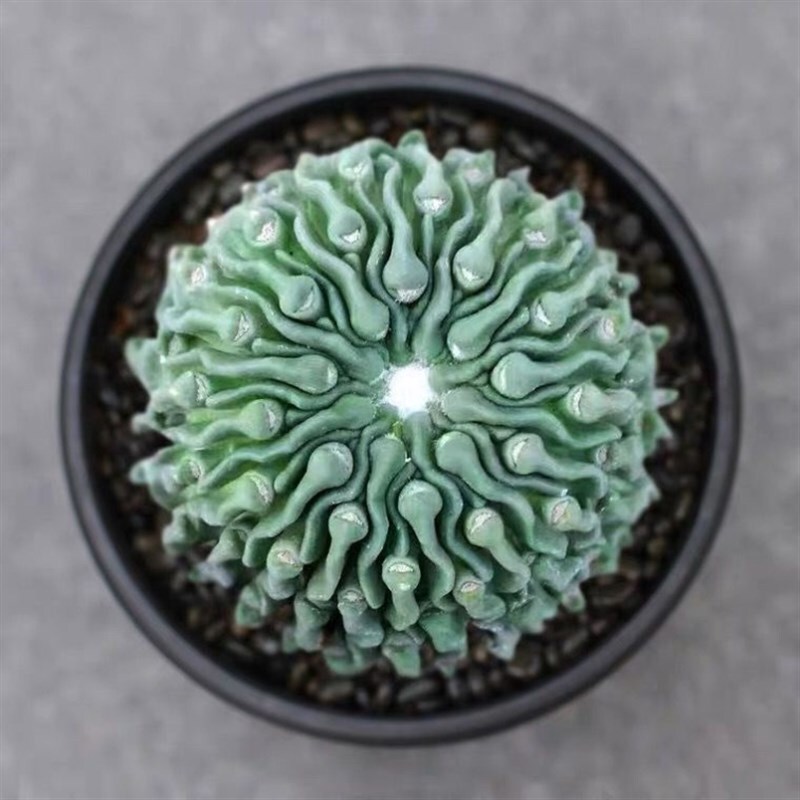 3cm 1PCS Seedling Cactus Live Plants Stenocactus Multicostatus stingless Beautiful Rare Cactus