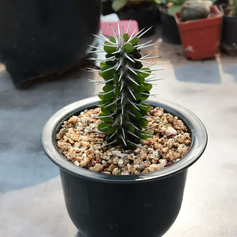 8cm 1PCS Seedling Cactus Live Plants Alluaudia montagnaci Beautiful Living Cactus Rare Garden