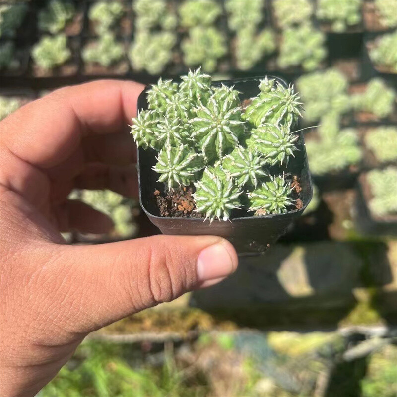 4-5cm 1PCS Multiple heads Cactus Live Plants Euphorbia bumper harvest Beautiful Cactus Rare Garden