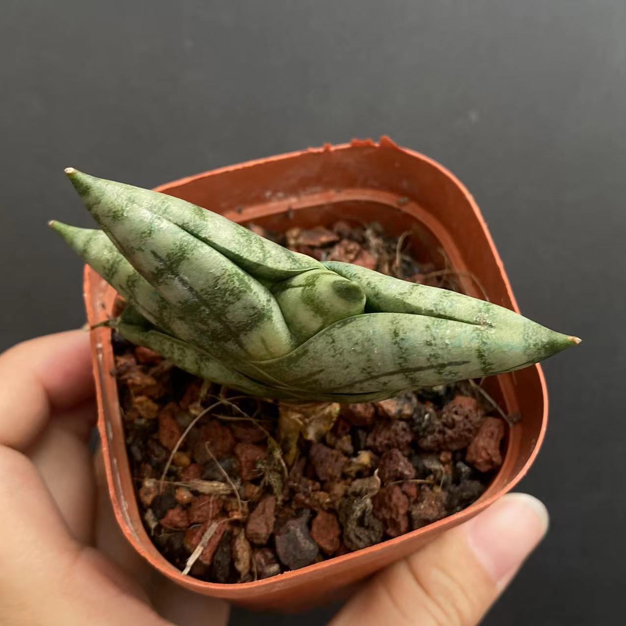 5-6cm 1PCS Seedling Cactus Live Plants Sansevieria Cylindrica Bojer Cristata Cactus succulent plant