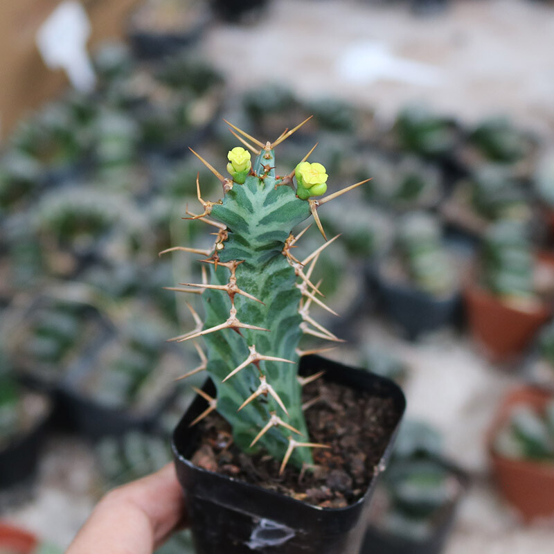 6-8cm Seedling Cactus Live Plants Euphorbia Virosa Beautiful Cactus Rare Garden plants