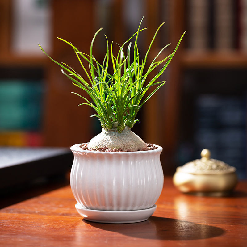 4-5cm 1PCS Seedling Cactus Live Plants Beaucarnea Recurvata Beautiful Garden Rare Succulent plant