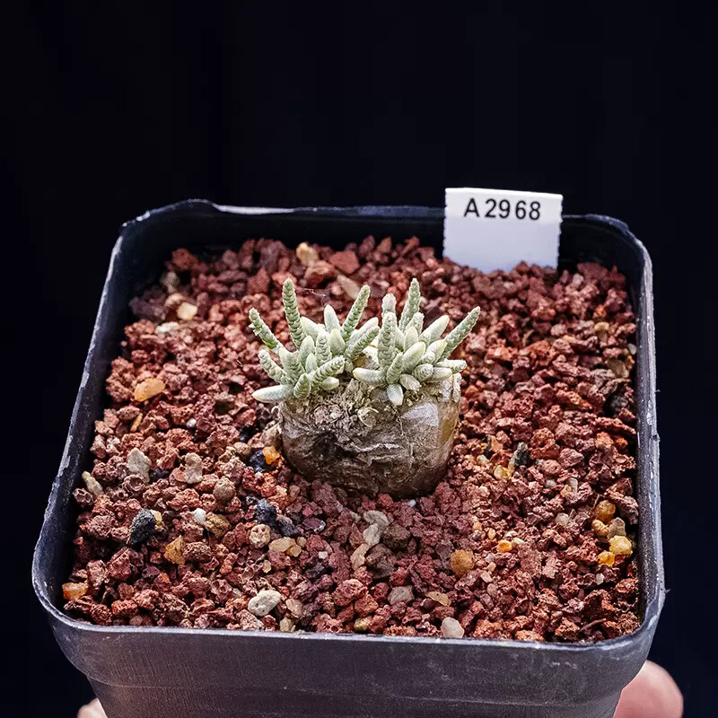 2-2.5cm 1PCS Seedling Cactus Live Plants Avonia Quinaria Beautiful Cactus Rare Root Tuber succulent plants