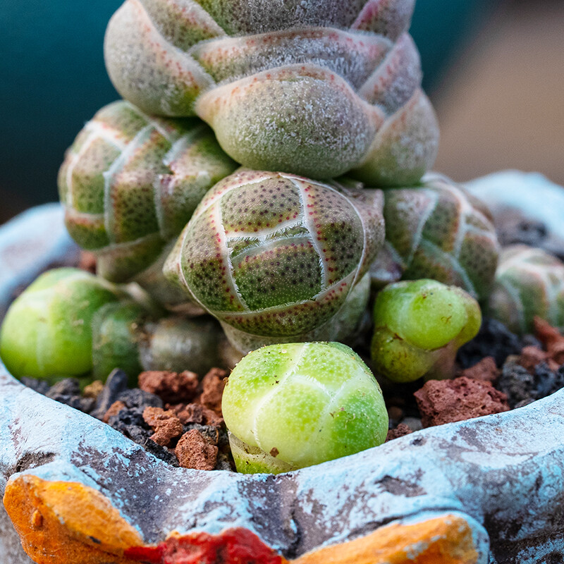 5cm 1PCS Seedling Cactus Live Plants Crassula Barklyi Beautiful Cactus Rare Garden Succulent plant