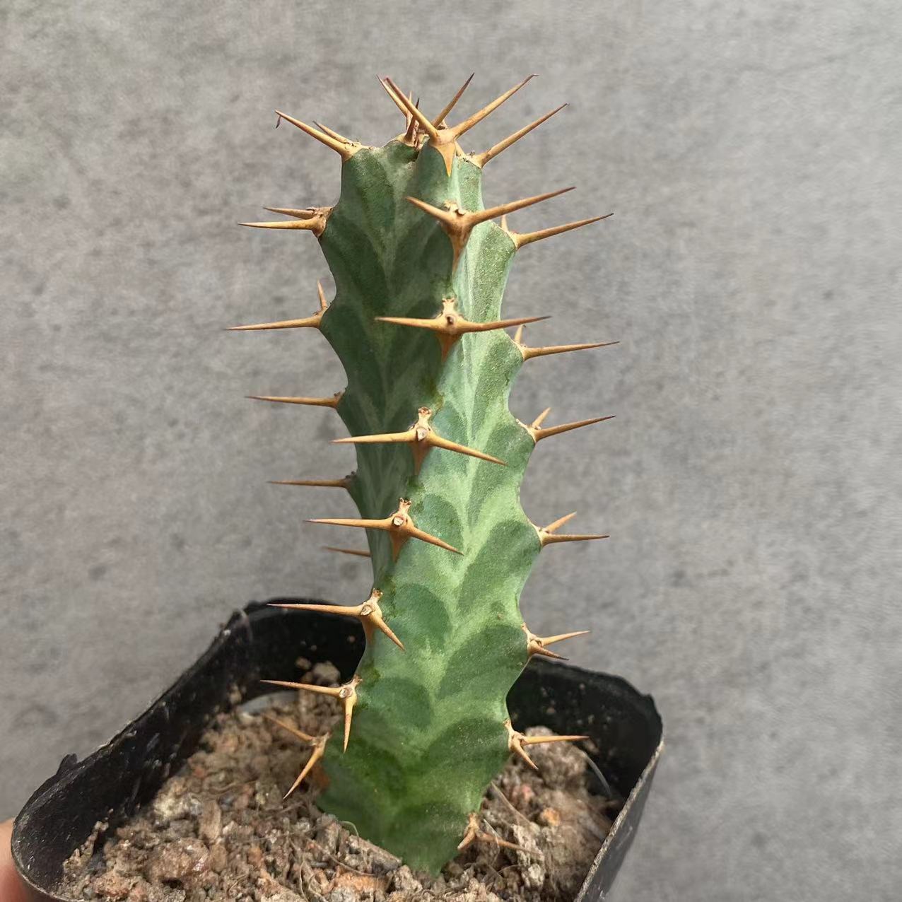 6-8cm Seedling Cactus Live Plants Euphorbia Virosa Beautiful Cactus Rare Garden plants