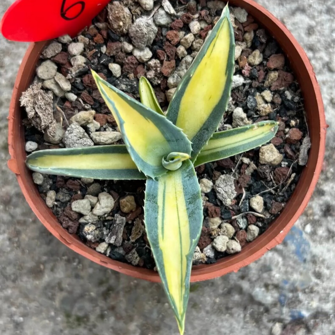 8cm 1PCS Seedling Cactus Live Plant Agave Americana Mediopicta Ag. Potatorum Beautiful Cactus