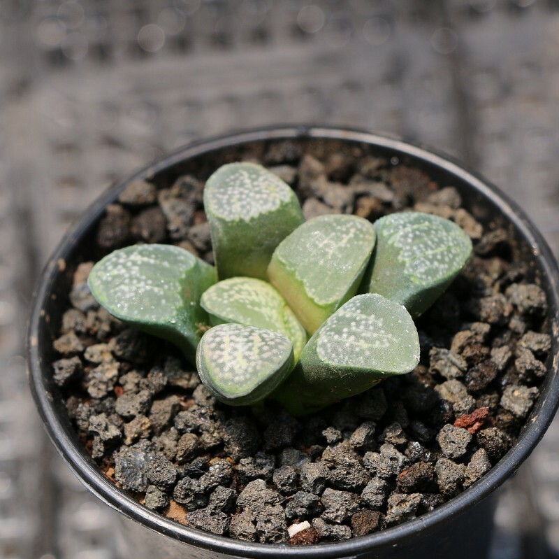 4CM 1PCS Succulent Live Plants Haworthia Groenewaldii Beautiful Rare Garden Cactus Plants