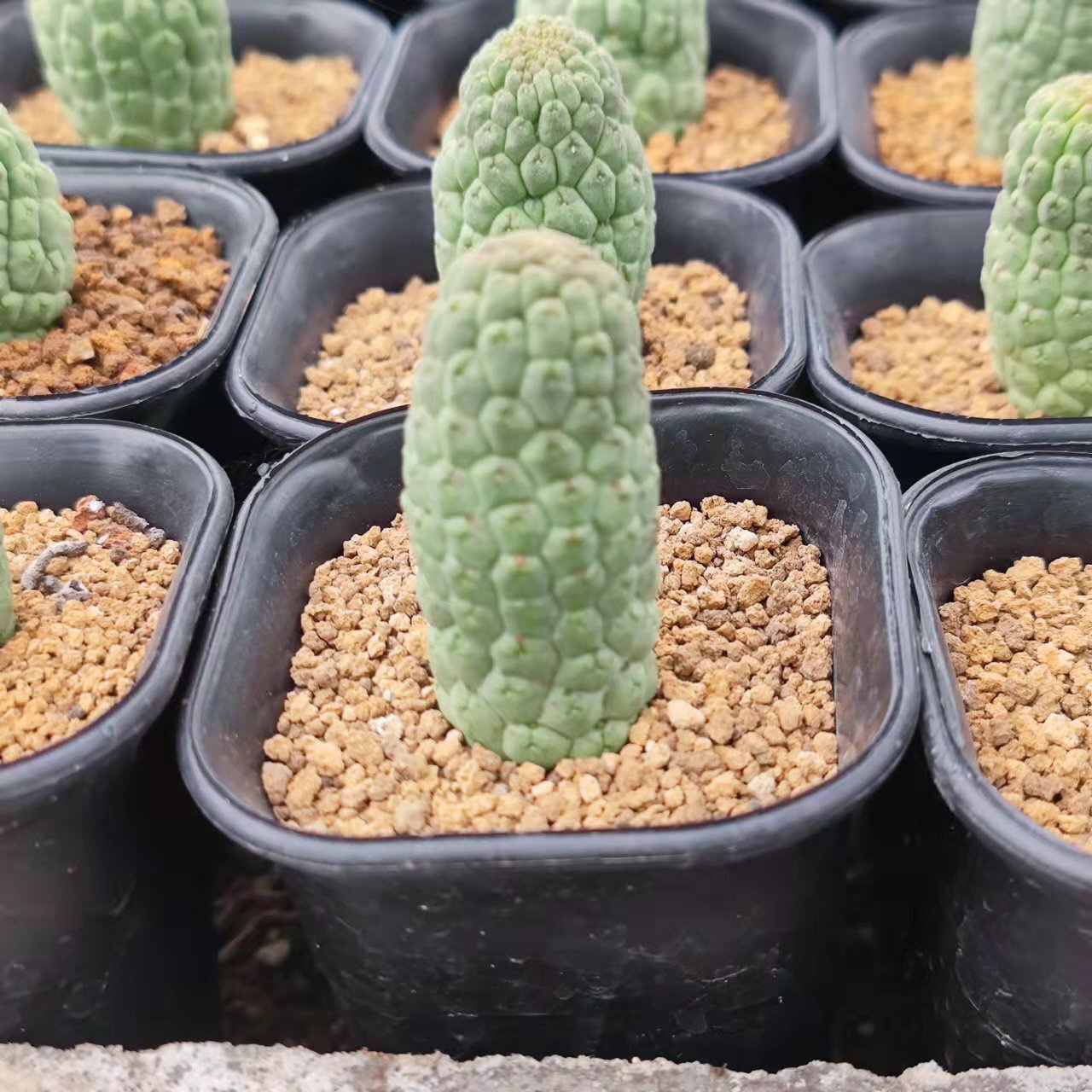 5-6cm 1PCS Rootless Seedling Cactus Live Plants Larryleachia cactiformise Beautiful Rare garden succulent plant