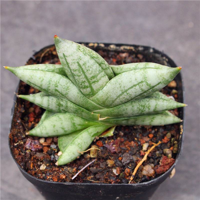 5-6cm 1PCS Seedling Cactus Live Plants Sansevieria Cylindrica Bojer Cristata Cactus succulent plant