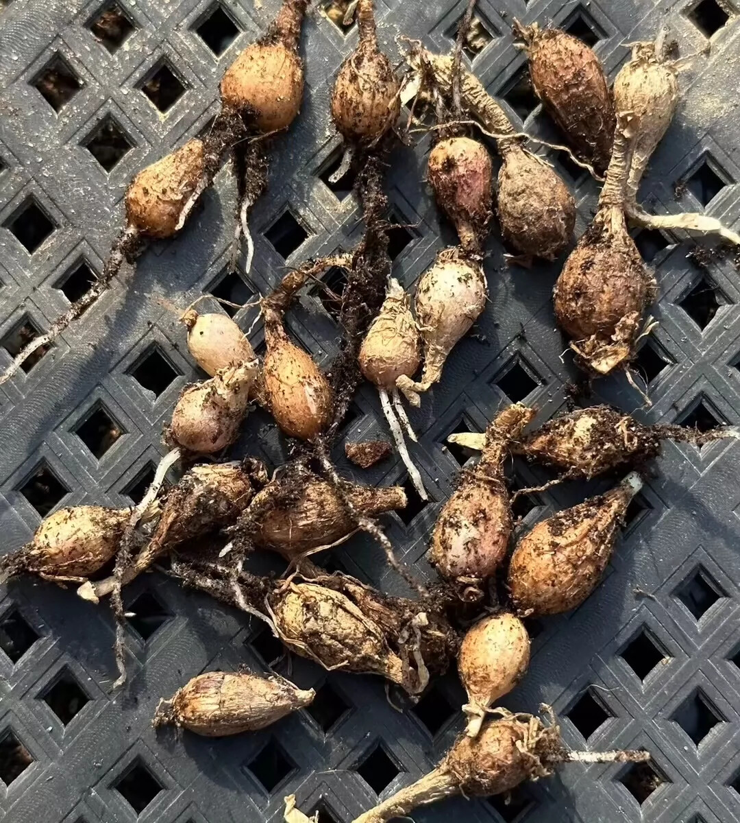 1.5-2cm 1PCS Seedling Cactus Live Strumaria Villosa Beautiful Garden root tuber succulent plant Planting