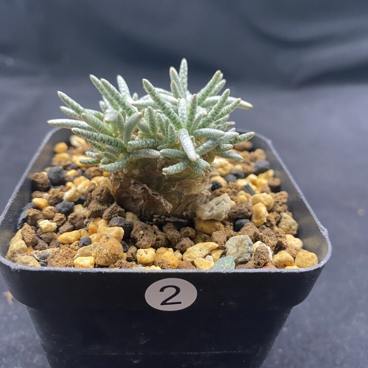 2-2.5cm 1PCS Seedling Cactus Live Plants Avonia Quinaria Beautiful Cactus Rare Root Tuber succulent plants
