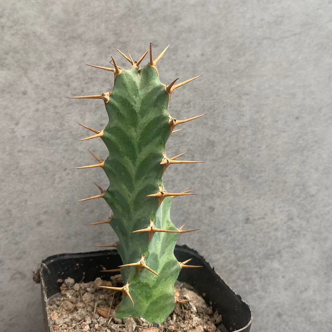 6-8cm Seedling Cactus Live Plants Euphorbia Virosa Beautiful Cactus Rare Garden plants
