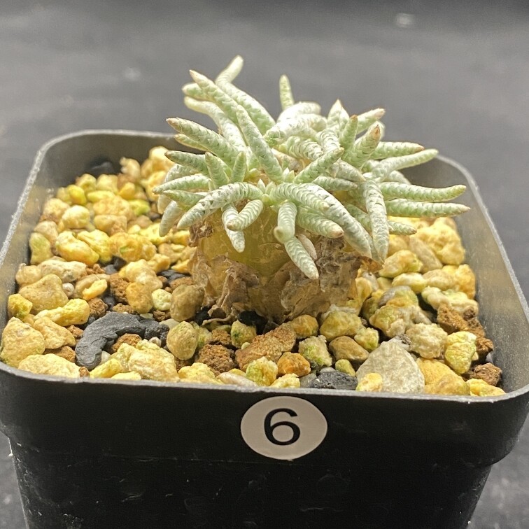 2-2.5cm 1PCS Seedling Cactus Live Plants Avonia Quinaria Beautiful Cactus Rare Root Tuber succulent plants