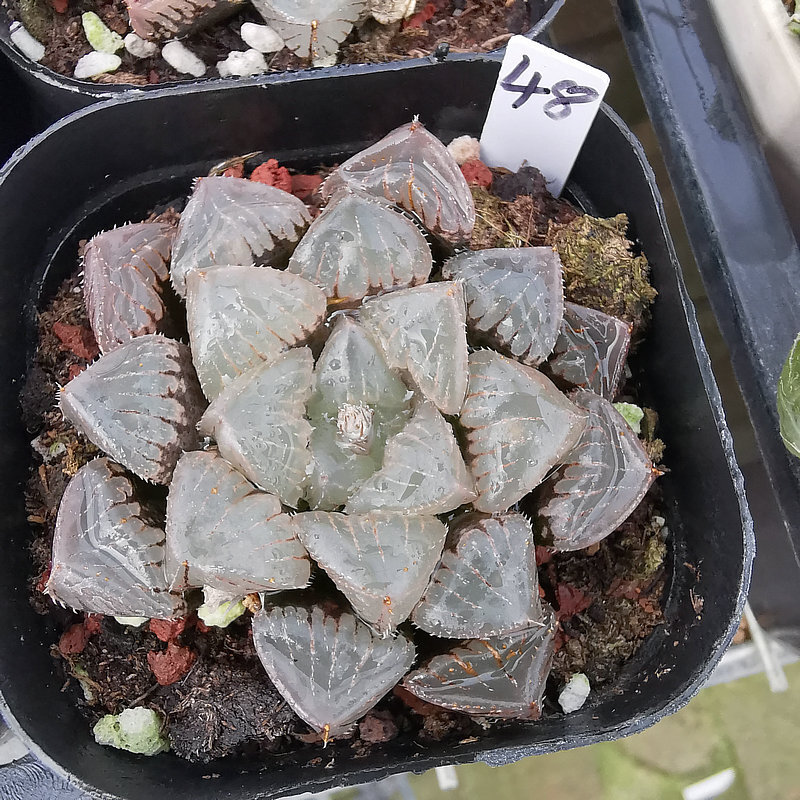 4cm Cactus Live Plants Haworthia Cooperi X Comptoniana Beautiful Rare Gareden succulent plant