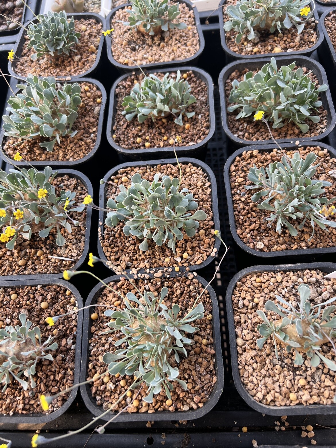 2.5-3CM 1PCS Seedling Cactus Live Plants Othonna Cacalioides Beautiful Rare root tuber succulent plant