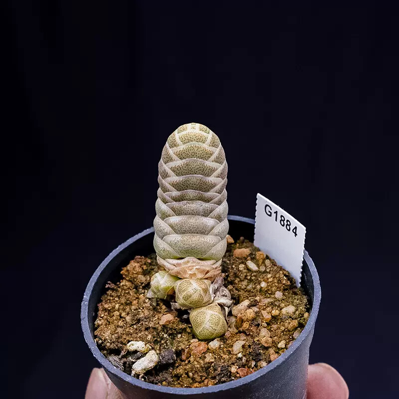 5cm 1PCS Seedling Cactus Live Plants Crassula Barklyi Beautiful Cactus Rare Garden Succulent plant