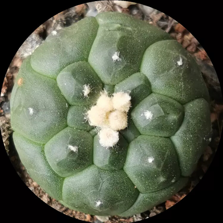 4-5cm 1PCS Cactus Live Plants Astrophytum Asterias Cv Kikkos Beautiful Rare Cactus