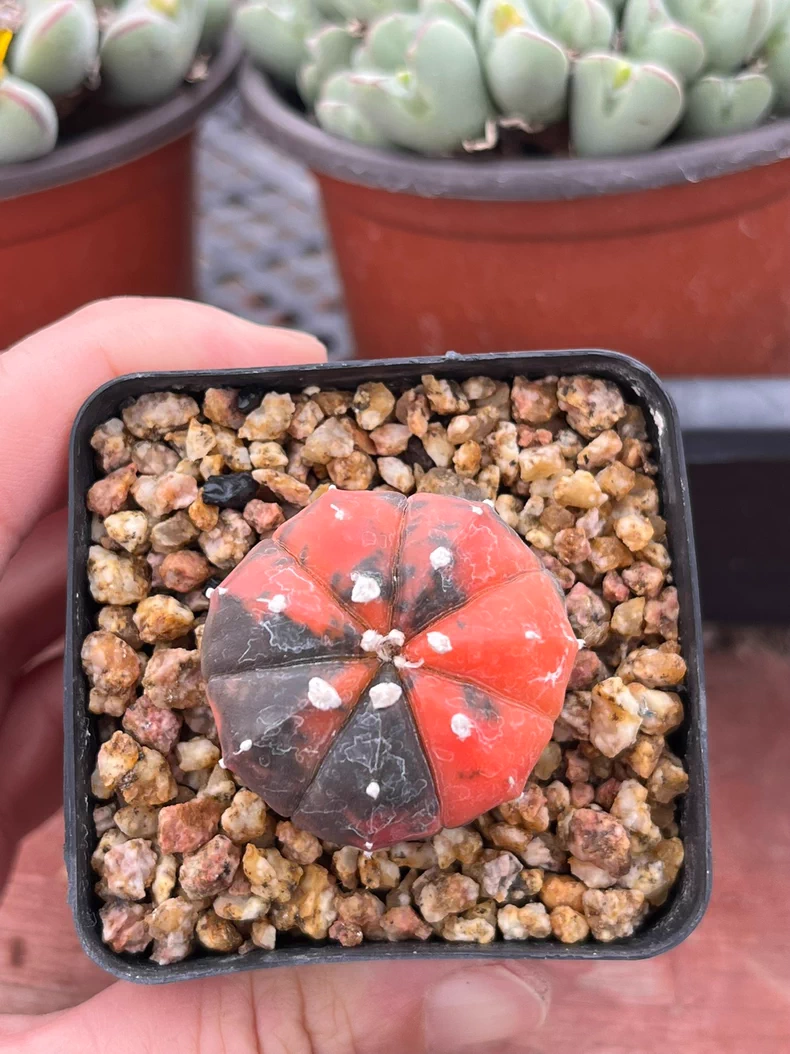 2.5cm 1PCS Cactus Live Plants Astrophytum Asterias Red Variegated Beautiful Rare Cactus