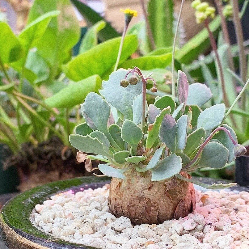 2.5-3CM 1PCS Seedling Cactus Live Plants Othonna Cacalioides Beautiful Rare root tuber succulent plant