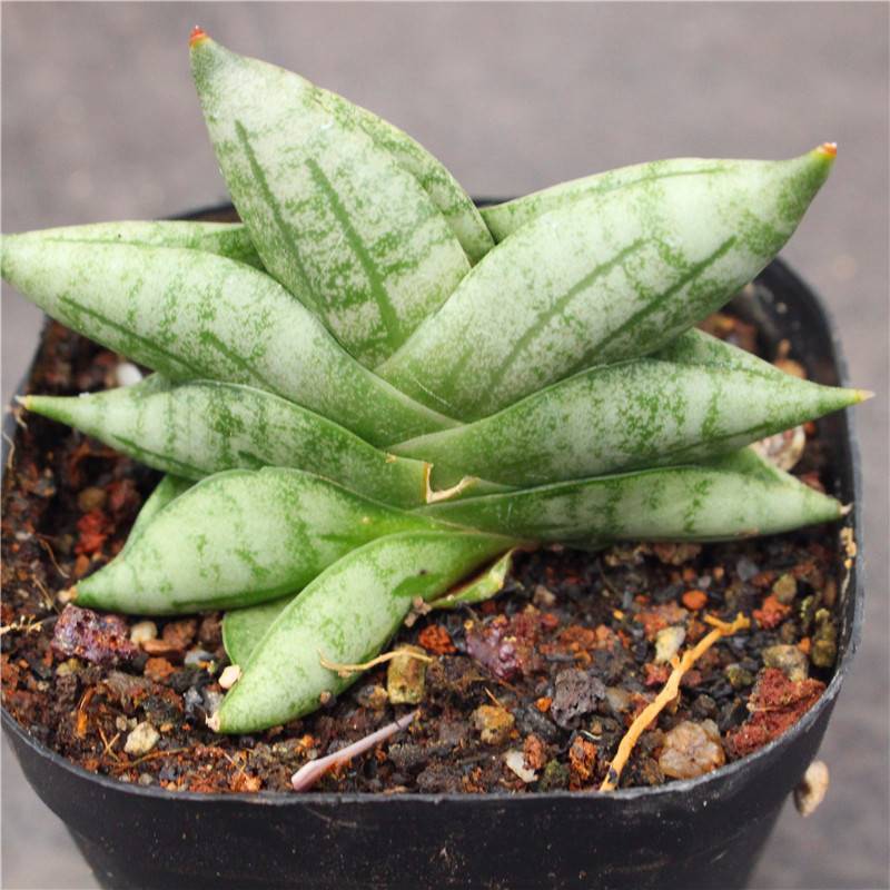5-6cm 1PCS Seedling Cactus Live Plants Sansevieria Cylindrica Bojer Cristata Cactus succulent plant