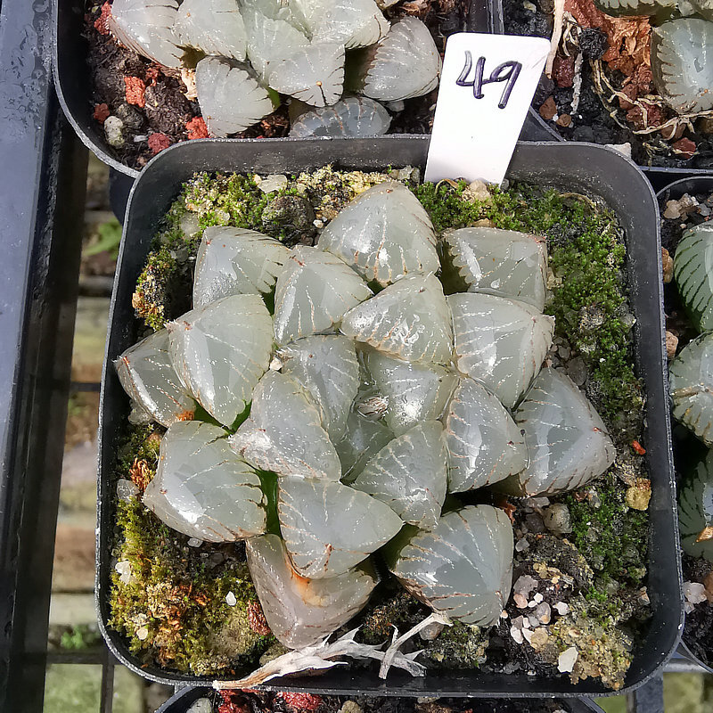 4cm Cactus Live Plants Haworthia Cooperi X Comptoniana Beautiful Rare Gareden succulent plant