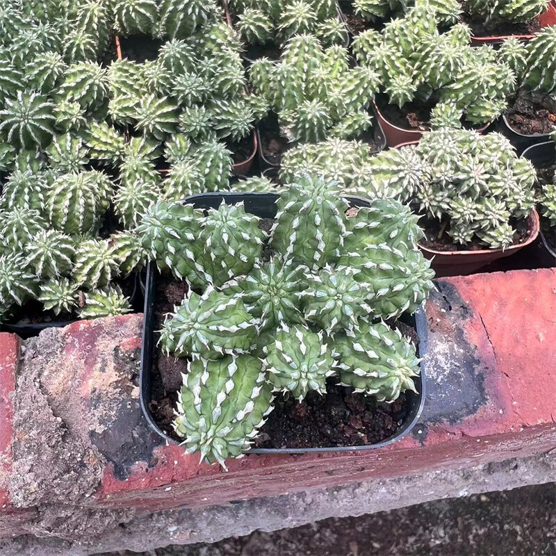 4-5cm 1PCS Multiple heads Cactus Live Plants Euphorbia bumper harvest Beautiful Cactus Rare Garden