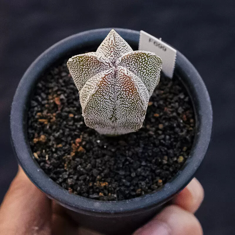 3-4cm 1PCS Seedling Cactus Live Plants Astrophytum Myriostigma Onzuka Beautiful Rare Cactus