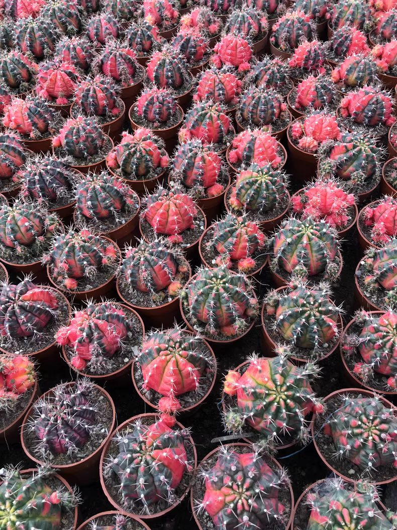 6-7cm Cactus Live Plants Gymnocalycium Variegata Beautiful Cactus Garden Rare Cactus