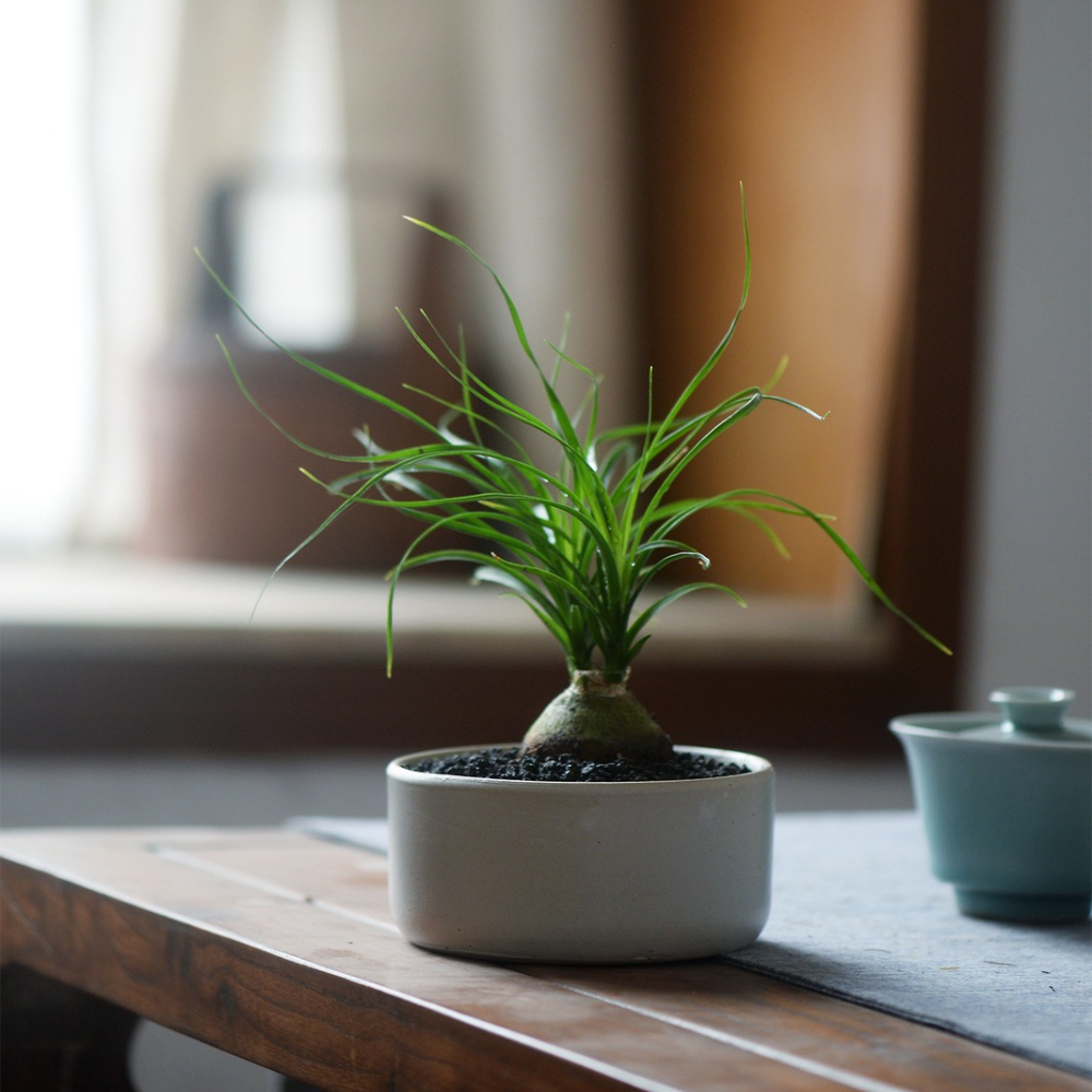 4-5cm 1PCS Seedling Cactus Live Plants Beaucarnea Recurvata Beautiful Garden Rare Succulent plant