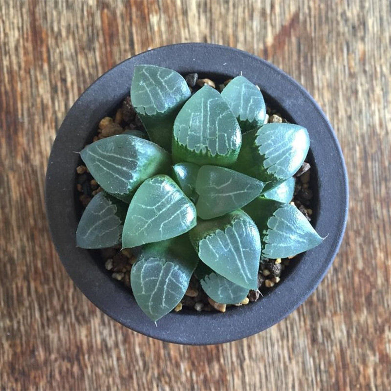 5-6cm 1PCS Seedling Succulent Live Plants Harworthia Monilaria Beautiful Cactus Rare Cactus