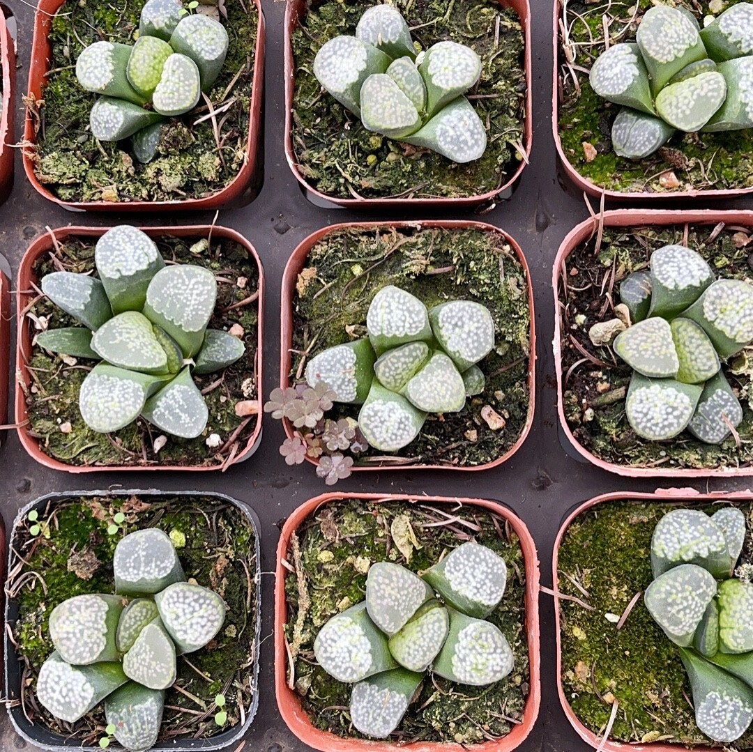 4CM 1PCS Succulent Live Plants Haworthia Groenewaldii Beautiful Rare Garden Cactus Plants