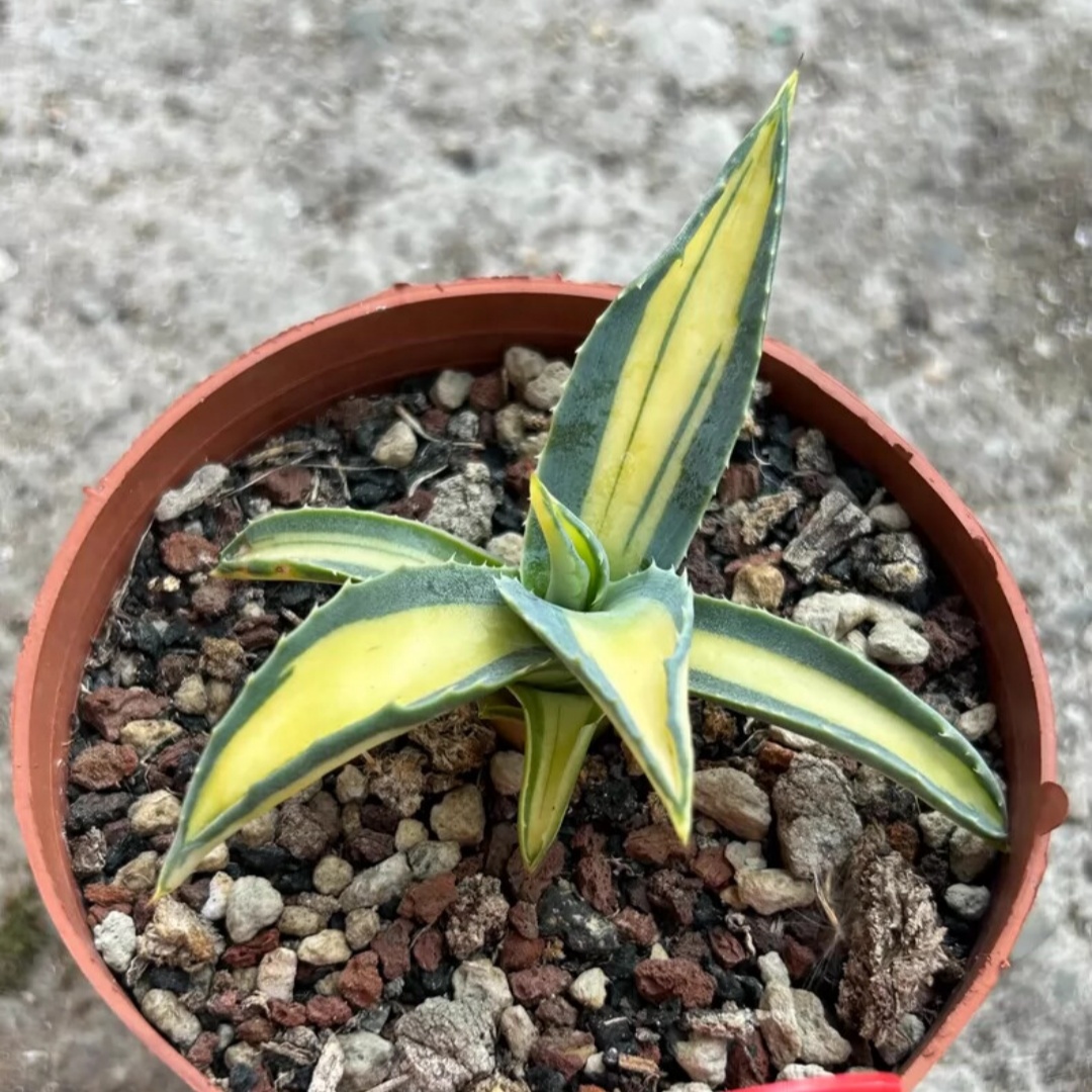 8cm 1PCS Seedling Cactus Live Plant Agave Americana Mediopicta Ag. Potatorum Beautiful Cactus