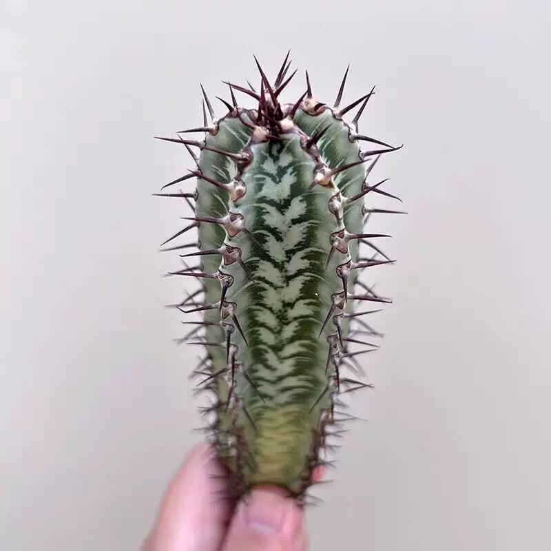 8cm 1PCS Cactus Live Plants Euphorbia Horrida Garden Cactus Rare Beautiful Cactus