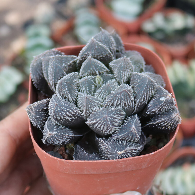 4-5CM 1PCS Seedling Cactus Live Plants Haworthia cooperi var.venusta Hybrid Beautiful Garden succulent Plants