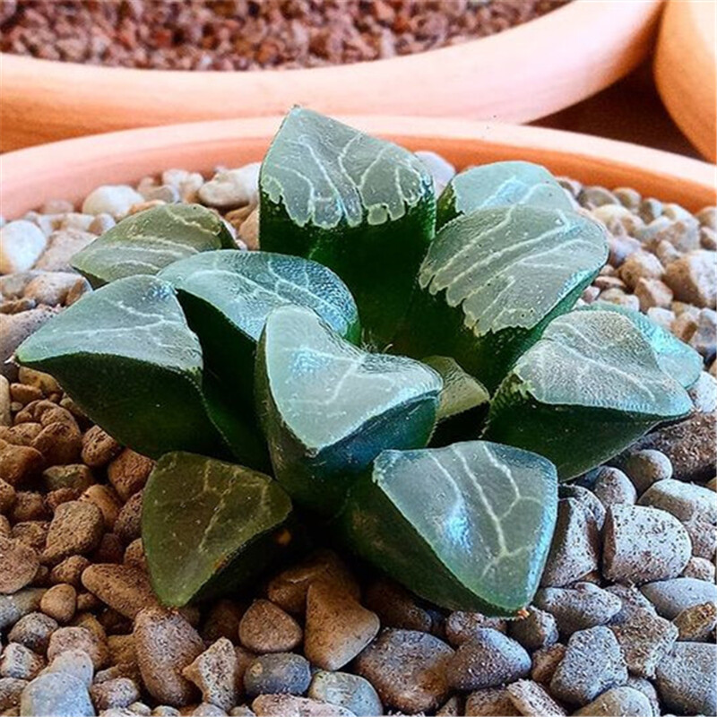 5-6cm 1PCS Seedling Succulent Live Plants Harworthia Monilaria Beautiful Cactus Rare Cactus