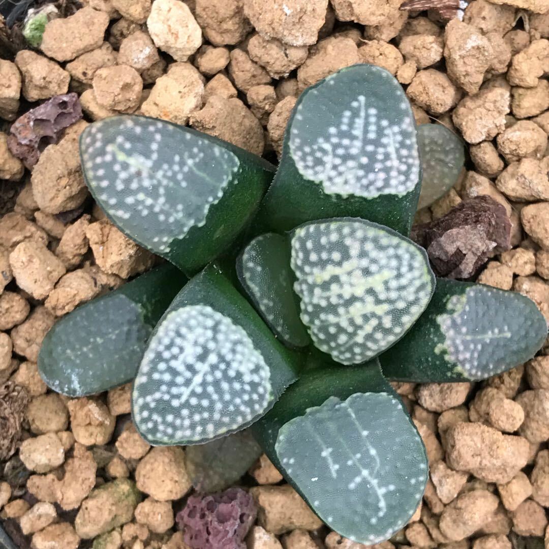 4CM 1PCS Succulent Live Plants Haworthia Groenewaldii Beautiful Rare Garden Cactus Plants