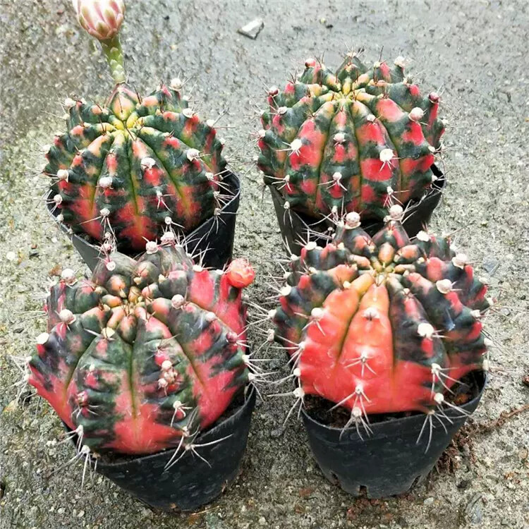 6-7cm Cactus Live Plants Gymnocalycium Variegata Beautiful Cactus Garden Rare Cactus