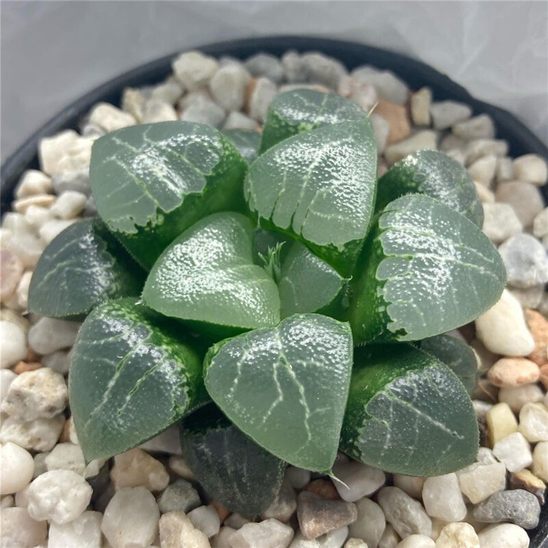 5-6cm 1PCS Seedling Succulent Live Plants Harworthia Monilaria Beautiful Cactus Rare Cactus
