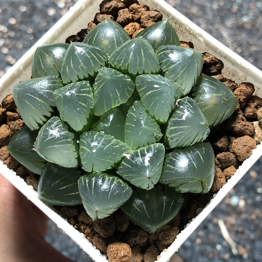 4cm Cactus Live Plants Haworthia Cooperi X Comptoniana Beautiful Rare Gareden succulent plant