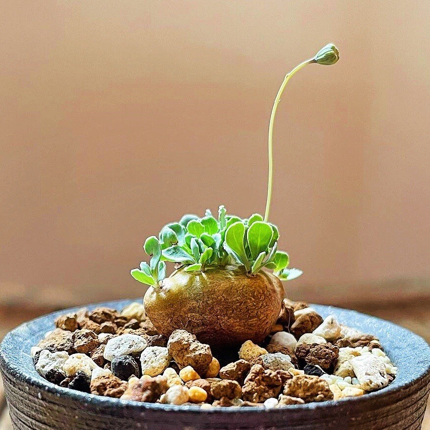 2.5-3CM 1PCS Seedling Cactus Live Plants Othonna Cacalioides Beautiful Rare root tuber succulent plant