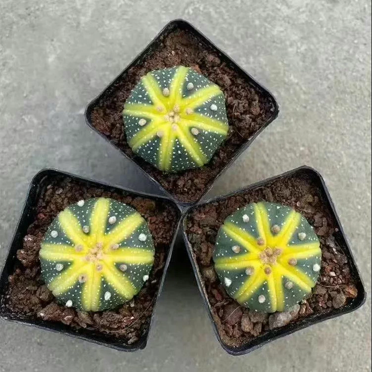 3-4PCS 3cm Cactus Live Plants Astrophytum Asterias Variegated Beautiful Garden Rare Outdoor Planting