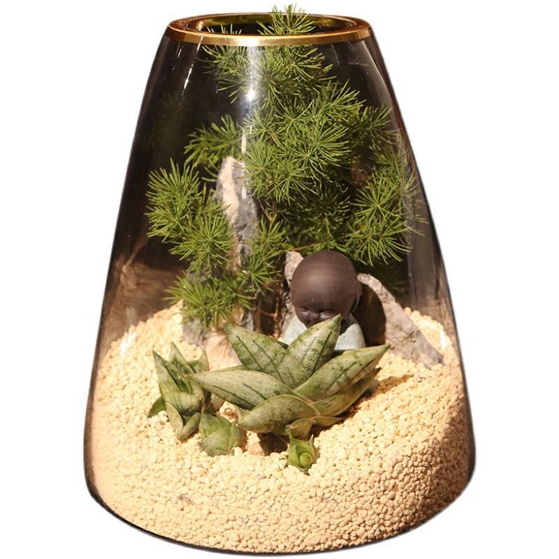 5-6cm 1PCS Seedling Cactus Live Plants Sansevieria Cylindrica Bojer Cristata Cactus succulent plant