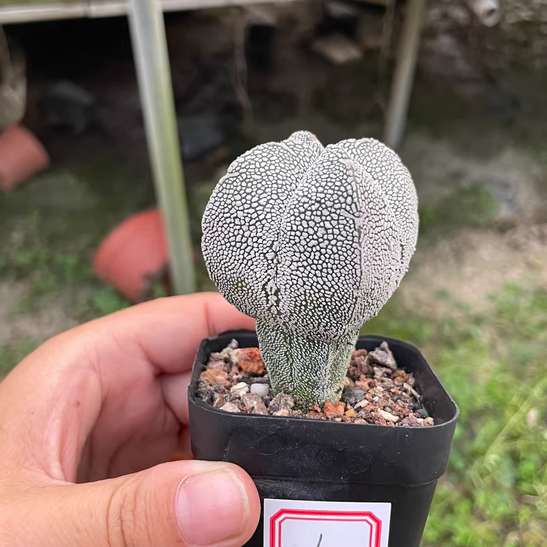 3-4cm 1PCS Seedling Cactus Live Plants Astrophytum Myriostigma Onzuka Beautiful Rare Cactus