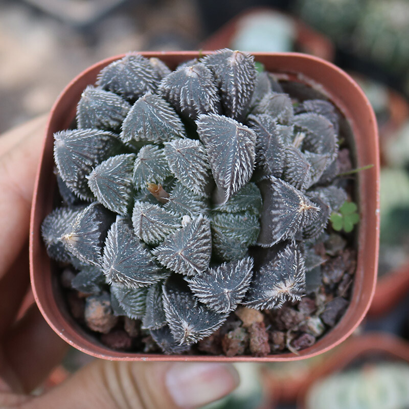 4-5CM 1PCS Seedling Cactus Live Plants Haworthia cooperi var.venusta Hybrid Beautiful Garden succulent Plants