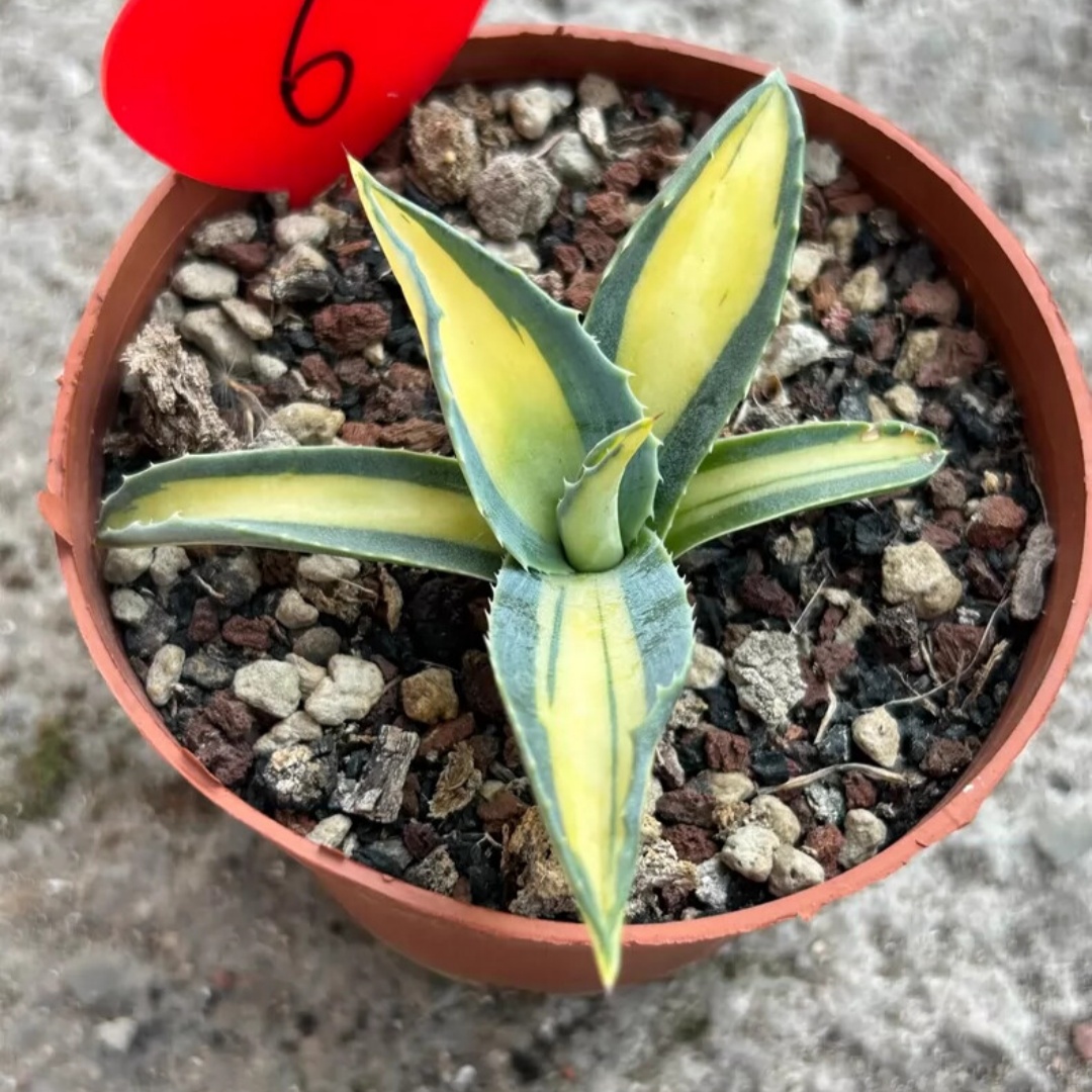 8cm 1PCS Seedling Cactus Live Plant Agave Americana Mediopicta Ag. Potatorum Beautiful Cactus