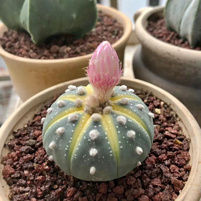 3-4PCS 3cm Cactus Live Plants Astrophytum Asterias Variegated Beautiful Garden Rare Outdoor Planting