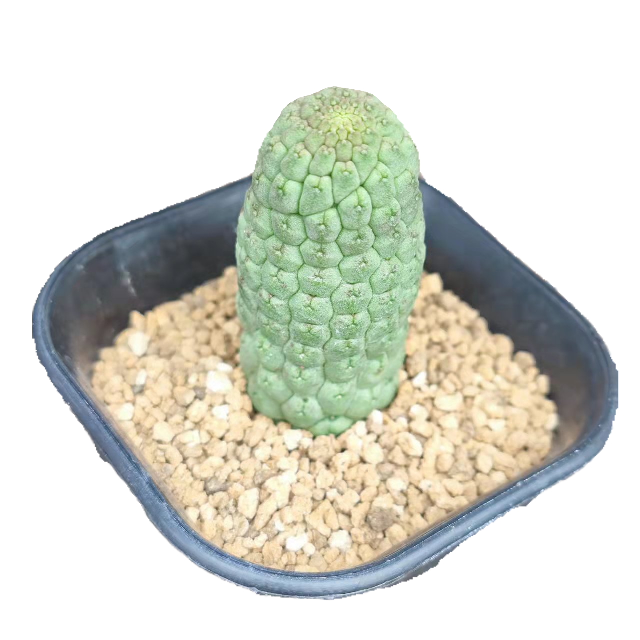 5-6cm 1PCS Rootless Seedling Cactus Live Plants Larryleachia cactiformise Beautiful Rare garden succulent plant